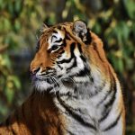siberian tiger, nature, hellabrunn zoo-8536106.jpg